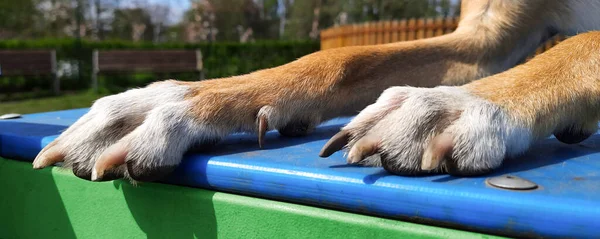 Yalancı köpeğin uzun kahverengi patileri. Köpek yaşam tarzı. Makale, web sitesi, blog, reklam, evcil hayvan dükkanı, kuaför.