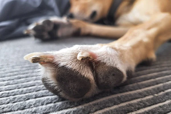 Νύχια Σκύλου Χώμα Και Γρατσουνιές Μετά Από Ενεργό Περπάτημα Κούρεμα — Φωτογραφία Αρχείου