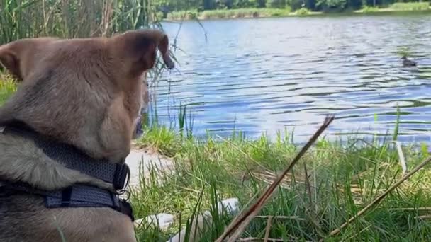 Genç Kırma Köpek Göl Kenarında Dinleniyor Doğada Evcil Hayvanla Yürüyorum — Stok video