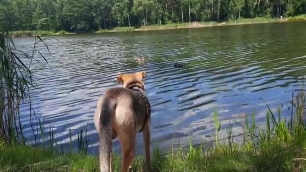 湖の近くのかわいい犬 散歩しなさい 犬の川の銀行で アヒルを見て立っている 自然の中でペットと歩く 夏の気分 暖かさとレクリエーション 自然の中でアクティブな美しいモングレール — ストック動画