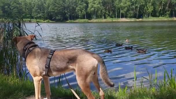 Cute Kundel Pies Spacery Pobliżu Jeziora Smycz Parku Pies Stoi — Wideo stockowe