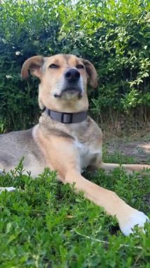 Yeşil çimenlerin üzerinde yatan sevimli melez köpek. Köpek güneşli bir günde hayatın tadını çıkarıyor. Carless evcil hayvan yaşam konsepti. Yaz tatilinde parkta çim çayırında dinlenen melez bir köpek. dikey.