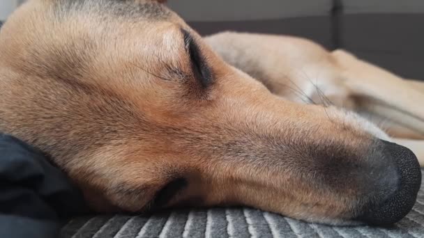 寝てる犬 面白い犬の迷路のパズル 犬のライフスタイル ペットは居心地の良い夢 快適なベッドで犬の昼間の昼寝 家に犬を飼っている スヌートクローズアップ — ストック動画