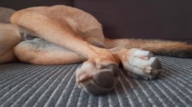 Uyuyan köpeğin tuhaf hareketleri. Seçici odaklanma. Sevimli melez, uykusunda dönüp duruyor ve pençelerini seğiriyor. Köpek kanepede uyuyor. Sıcak ev hayvanı uykusu. Köpek yaşam tarzı.