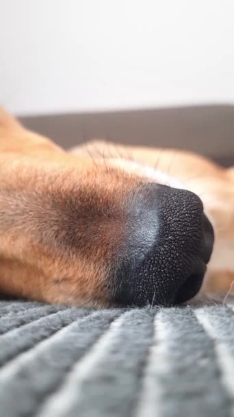 在沙发上躺着的泥巴狗的滑稽的口吻 垂直的 把狗的鼻子关起来快乐的Dogin家庭 宠物在家里的舒适 — 图库视频影像