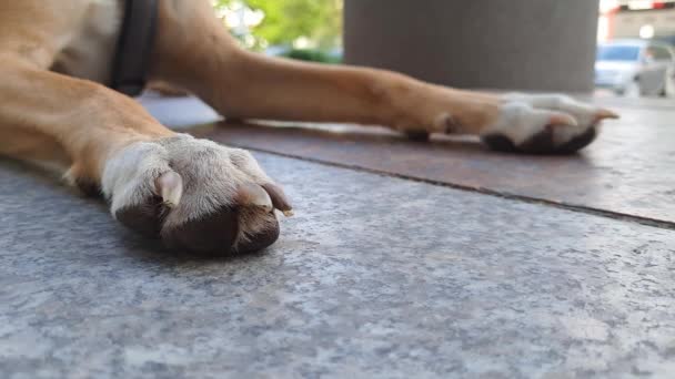 狗的前爪紧闭 前肢白袜 夏天炎热的时候 长着带牙爪子的杂种狗躺在地砖上 遮挡在树阴下 指甲修整 动物爪子护理 — 图库视频影像