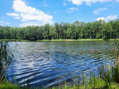 Avrupa 'daki Orman Gölü. Parkta yeşil yapraklarla çevrili bir gölü olan renkli bir yaz baharı doğal manzarası. Polonya 'daki güzel göl manzarasının panoramik görüntüsü.