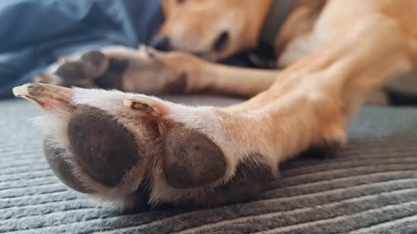 Köpek Uyurken Kurnazca Gerinir Pati Yakın Plan Şirin Melez Köpek — Stok video