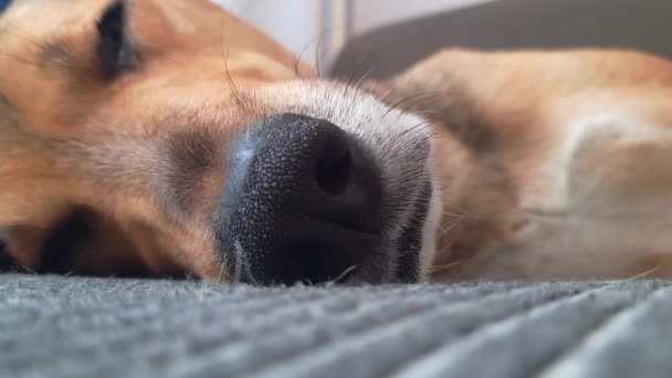 かわいい犬がベッドで寝ている 犬のライフスタイル モルゲル ドギーの面白い銃口がソファの上で休んでる ペットの秘密の生活 犬の鼻のクローズアップ 家族の中の幸せな犬 家のペットの快適さ — ストック動画