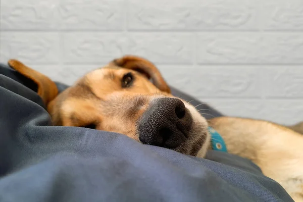 Κοπρόσκυλο Ονειρεύεται Στο Άνετο Κρεβάτι Αστείο Κατοικίδιο Και Φροντίδα Των — Φωτογραφία Αρχείου