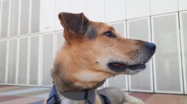 Sıcak yaz gününde şirin köpek suratlı kapanış. Melez köpek kafasını sallıyor. Şehirde evcil hayvanla yürüyorum. Köpek dostu şehirler. Pooch 'un şehir ortamındaki portresi. Şehir hayvanları. 