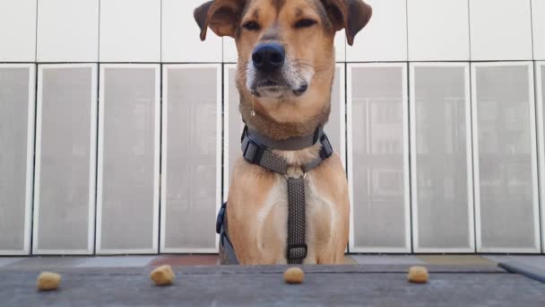 Söt Blandras Saliverar Rolig Hund Tittar Behandla Med Aptit Hundträning — Stockvideo