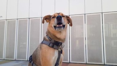 Sıcak bir yaz gününde modern bir binanın önünde duran sevimli, azgın bir köpek. Melez köpek oturur ve kafasını sallar. Şehirde evcil hayvanla yürüyorum. Köpek Dost Şehirler. 
