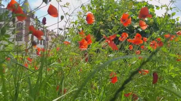 Red Poppies Background Old Building Wild Flowers City Nature Urban — Stock Video