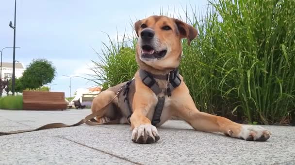 犬は背の高い草で芝生の近くの歩道で休んでいる モンレル犬は 都市景観の背景に横たわり パンチしています 街の周りのオーナーと散歩する 混合犬のためのリーシング — ストック動画