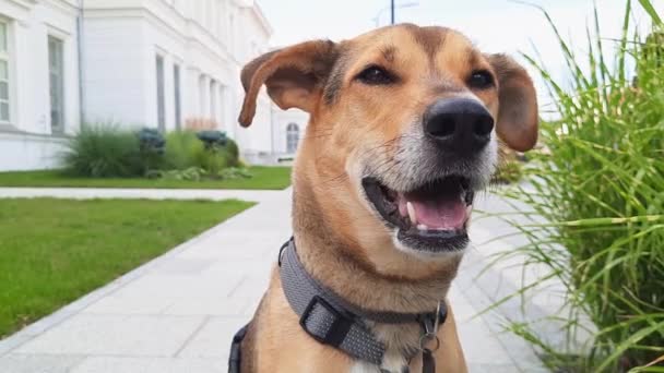 Şehrin Arka Planındaki Melez Köpeklerin Yakın Plan Görüntüleri Melez Portresi — Stok video
