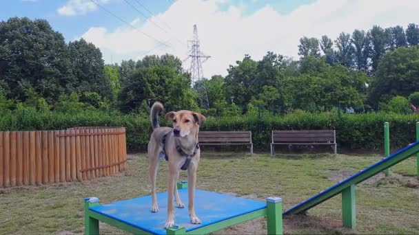 Cão Andar Parque Fora Das Áreas Cães Coleira Animais Estimação — Vídeo de Stock