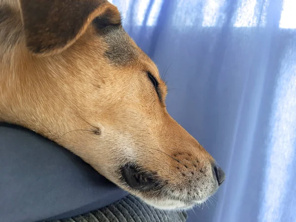 Evcil Hayvan Uyku Rahat Uyku Zamanı Hayvanı Evde Köpek Beslemek — Stok fotoğraf