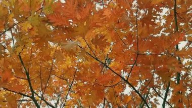 Sonbahar yaprakları. Quercus rubra. Kafasında sarı ve turuncu meşe yaprakları var. Kanada kırmızı meşesi. Güneşli bir günde sonbahar havası. Sonbahar yapraklı büyük bir ağacın dalları..