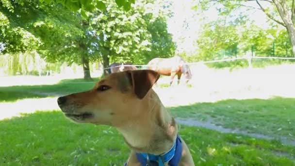 Śmieszny Kaganiec Morgela Słodki Pies Odwraca Głowę Mowa Ciała Zbliżenie — Wideo stockowe