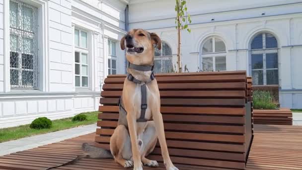 Koira Istuu Penkillä Kaupungin Keskustassa Matkustuskonsepti Lemmikkien Kanssa — kuvapankkivideo