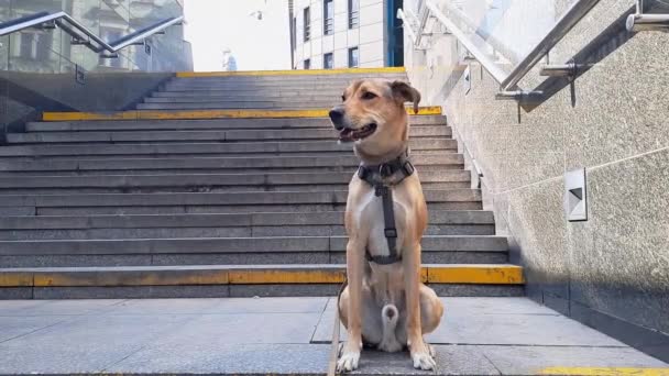 モンレル犬は下り坂の階段に座っている ハインツ57 ペットは飼い主を辛抱強く待っている 街にいる犬 散歩するペット — ストック動画