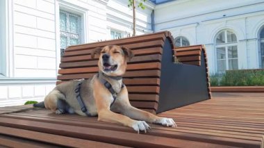 Köpek şehir merkezinde bir bankta yatıyor. Hayvanlarla Melez Köpek Seyahat Konsepti. Köpek Sosyalleşmesi.