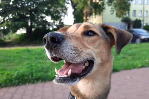 Şehrin yerleşim bölgesinde kahverengimsi gri köpek gülümsüyor. Şehir hayvanları. Hayvan hakları. Makale, web sitesi, blog, reklam için burun kapat