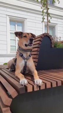 Şehir merkezindeki bankta tatlı bir köpek yatıyor. Komik köpek eski tren istasyonunun yakınında dinleniyor. Hayvanlarla seyahat konsepti. Köpek sosyalleşmesi. dikey video