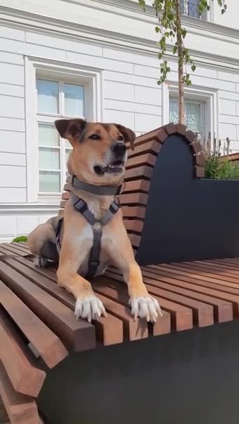 Cute Pies Leży Ławce Centrum Miasta Śmieszny Pies Odpoczywa Pobliżu — Wideo stockowe