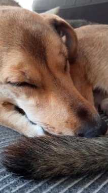 Sevimli köpek komik bir pozisyonda uyuyor. Seçici odaklanma. Melez köpek burnu kuyruğunda dinleniyor. Evcil hayvan bir topun içinde kıvrılıp yatıyor. Komik hayvanlar. Dikey video.