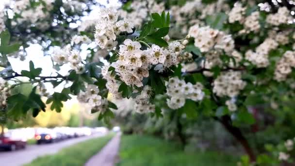 Cereja Florescente Espinheiro Ramo Árvore Com Pequenas Flores Brancas Oscila — Vídeo de Stock