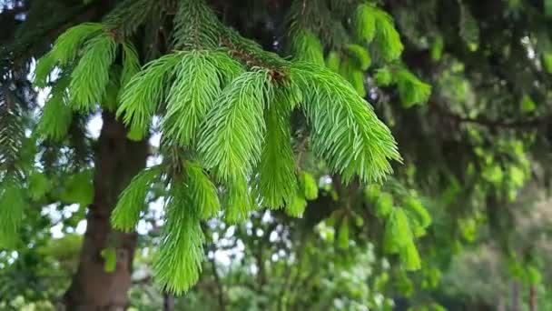 新鮮な緑色のシュートが風に揺れる松の枝 円錐形の木の若い春の針は閉じました 春の森の新鮮なスプルースの枝 — ストック動画