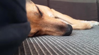 Uyuyan melez köpek. Evcil hayvan, oturma odasındaki kanepede, yastığın arkasında yatıyor..
