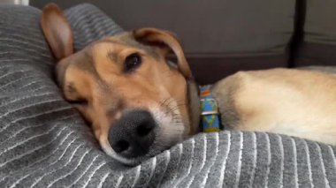 Yatakta uyuyan sevimli köpek. Evcil hayvan uykusunda kameraya bakar. Uyuyan köpek..
