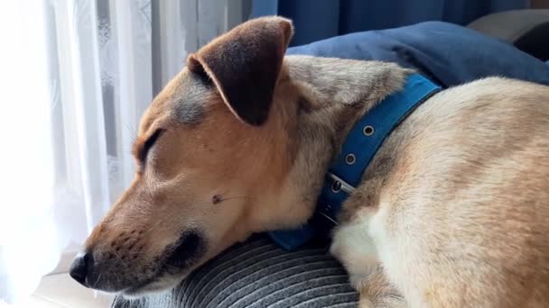 かわいいモンレル犬は晴れた日にベッドで寝る — ストック動画