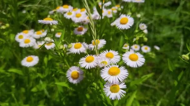 Daisy Kamilla Virágok Mező Háttér Gyönyörű Természeti Jelenet Virágzó Kamillákkal — Stock videók