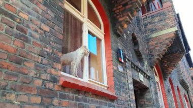 Köpek pencere pervazında duruyor. Komik tüylü beyaz köpek bir evin açık penceresinde duruyor ve sokağa bakıyor. Tuğla evleri olan eski bir banliyöde günlük hayat.