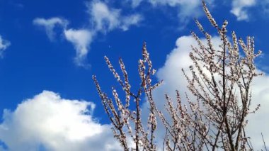 Beyaz çiçekli ağaç bulutlu açık mavi bir gökyüzünün arka planına karşı. Bahar kavramı, mevsimler değişti. Kayısı ya da kiraz dalları açar.