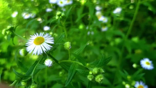 Vadvirágok Nyári Háttér Fehér Kis Virágok Daisy Chamomile Megingott Szélben — Stock videók
