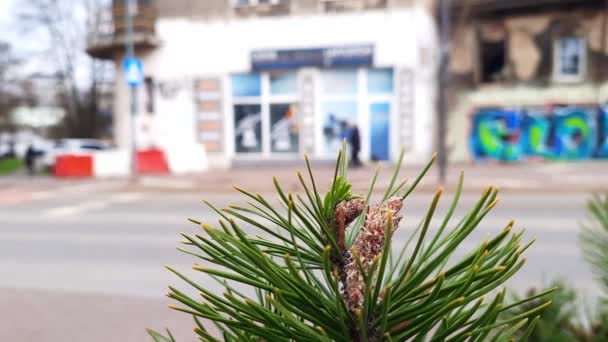 Typische Dag Een Europese Stad Green Pine Tak Tegen Een — Stockvideo