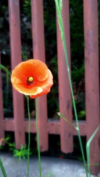 Blooming Poppy Sways Strong Wind Blurred Background Fence Wild City — Stock Video