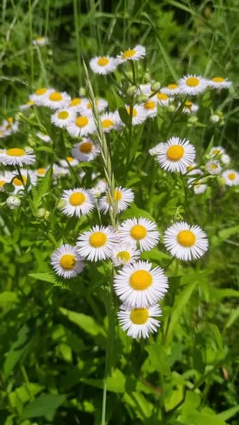 Daisy Kamilla Virágok Mező Háttér Gyönyörű Természeti Jelenet Virágzó Kamillákkal — Stock videók