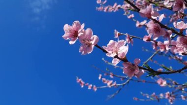 Kiraz çiçekleri. Parlak mavi gökyüzünün arka planında pembe çiçekli bir ağaç. Bahar kavramı, mevsimler değişti. Kayısı ya da kiraz dalları açar..