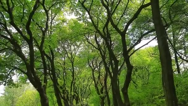 Coroas Árvores Vista Baixo Para Cima Raios Sol Romper Folhagem — Vídeo de Stock