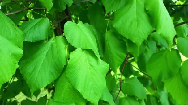 自然の背景 大きな緑色のリンデンが風に揺れている 夏の葉を移動するクローズアップ映像 — ストック動画