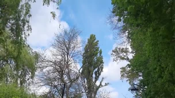 Деревья Голубое Небо Облаками Подними Глаза Прогулка Весеннему Парку Летом — стоковое видео