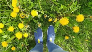 Sarı karahindiba ile çimenlik mavi spor ayakkabı içinde bacaklar. Slip-on ayakkabı ve kotla yukarıdan bak. İnsan ve doğa. Dünya Günü.