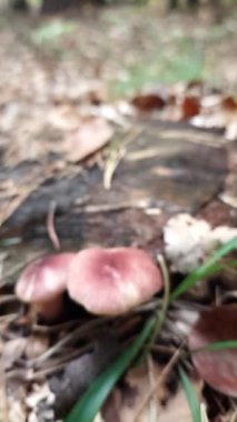 Ormanda mantar. Güneşli sonbahar gününde mantar avı. Küçük mantarlar çalılıklardaki sarı yaprakların arasında yetişir. Dikey video