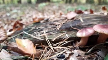 Sonbahar mevsiminde çimlerin arasında yapraklarla kaplı orman mantarlarını kapatın. Sonbahar Ormanı 'nda yetişen iki mantar. Mantar toplama konsepti. Dikey video